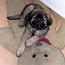 Bild 092  Loebaby-Baer